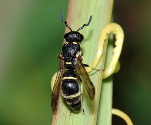 Stenodynerus clypeopictus