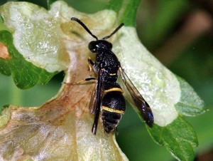 Stenodynerus chinensis simillimus