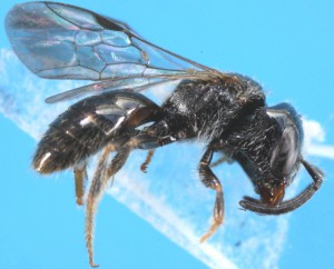 Lasioglossum sp.