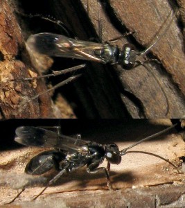 Eopompilus minor