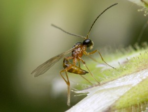 Hymenoptera sp.