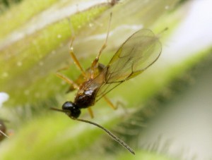 Hymenoptera sp.