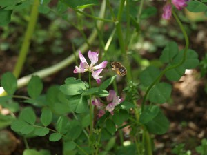 Eucera nipponensis