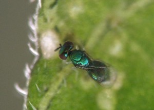 Chrysocharis pentheus