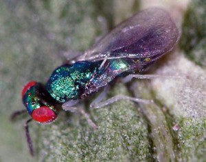 Chrysocharis pentheus