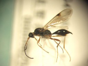 Proctotrupidae gen. sp.