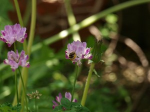 Eucera nipponensis