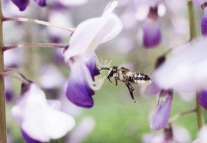 Megachile japonica