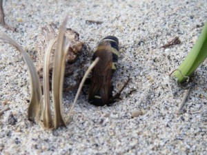 Scolia histrionica japonica