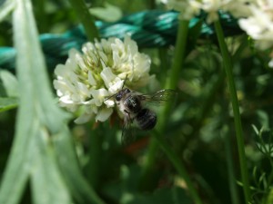 Megachile japonica