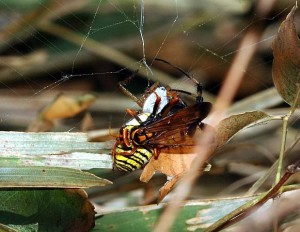 Batozonellus maculifrons