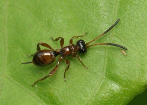 Ichneumonidae sp.