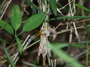 Parapolybia indica indica