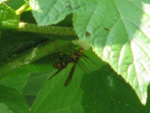 Polistes rothneyi iwatai