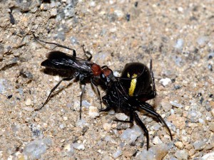 Pompilidae gen. sp.