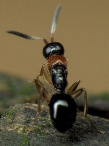 Nipponosega yamanei