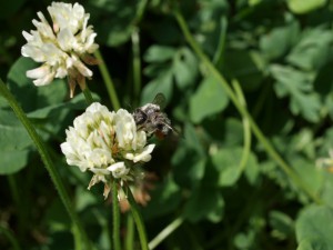 Megachile japonica