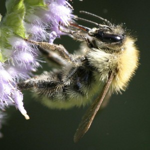 Bombus honshuensis