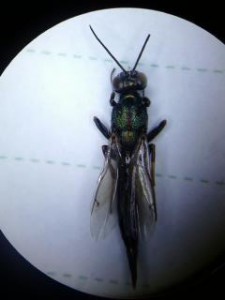 Hymenoptera sp.