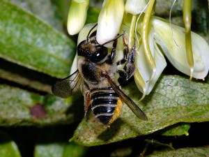 Megachile sp.