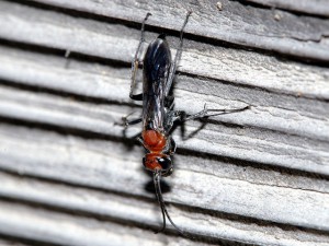 Pompilidae gen. sp.