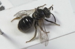 Lasioglossum sp.