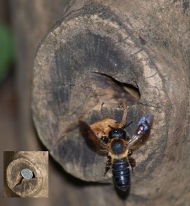 Megachile sculpturalis