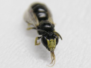 Ceratina flavipes