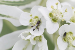 Epitranus albipennis