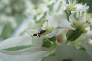 Epitranus albipennis