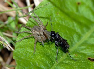 Pompilidae gen. sp.