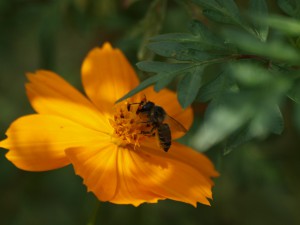 Megachilidae gen. sp.