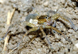 Pompilidae gen. sp.