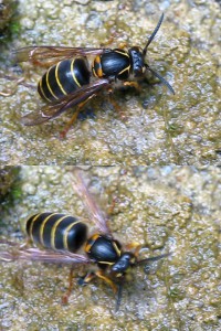 Dolichovespula media