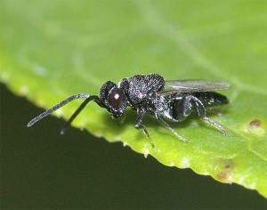 Chalcididae gen. sp.