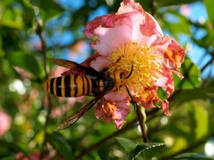 Vespa mandarinia