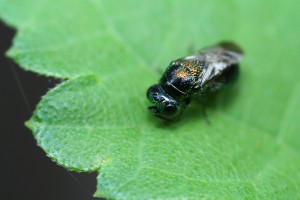 Chrysididae gen. sp.