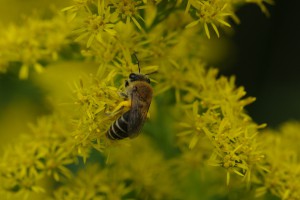 Colletes sp.