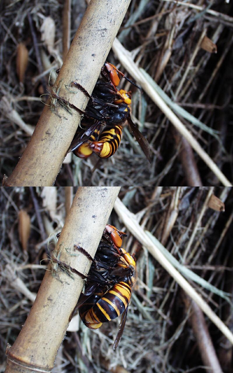 スズメバチ科／Vespidae | 蜂が好き