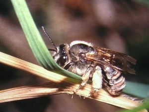 Hymenoptera sp.