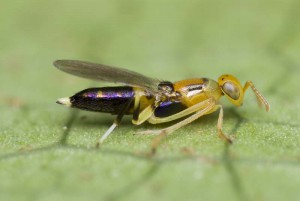 Neanastatus sp.