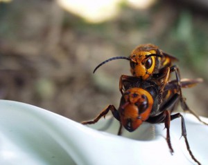 Vespa mandarinia