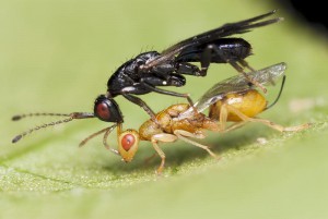 Hymenoptera sp.