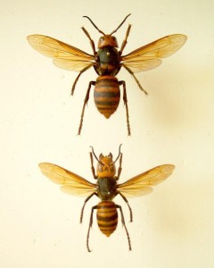 Vespa mandarinia