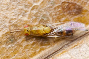 Hymenoptera sp.