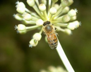 Apis mellifera