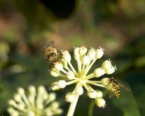 Apis mellifera