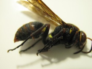 Polistes nipponensis