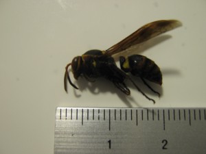 Polistes nipponensis