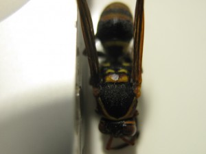 Polistes nipponensis